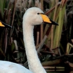 Couple de cygnes chanteurs    MG 9786